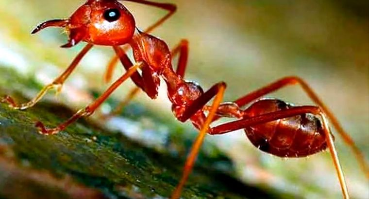 Cuando las hormigas invaden espacios personales la cosa se vuelve incómoda. Imagen de archivo.
