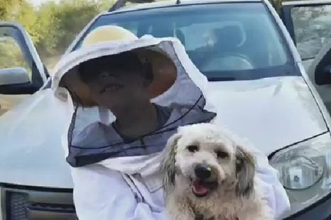 El perro Suavecito se volvió viral por acompañar a su familia apicultora con un traje especial: enterneció a miles en redes. Foto: Archivo El perro Suavecito se volvió viral por acompañar a su familia apicultora con un traje especial: enterneció a miles en redes. Foto: Archivo