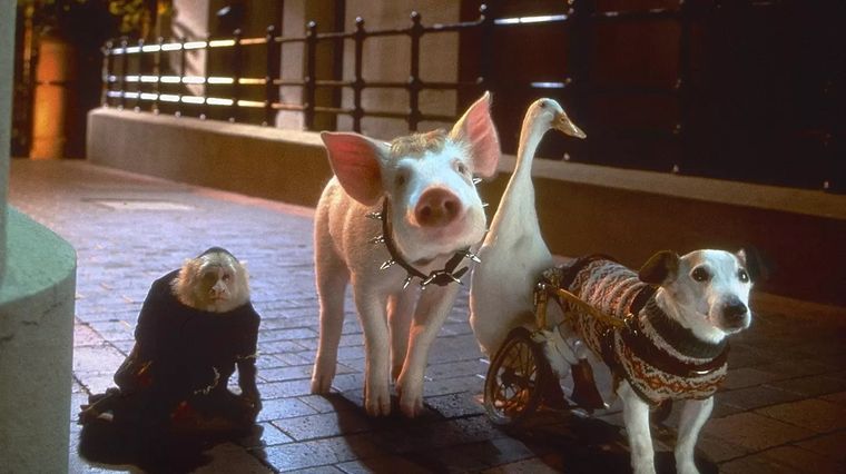 Sin duda, la película Babe, el chanchito valiente ha marcado la infancia de muchas personas.