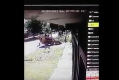 Los animales estaban en la vereda cuando fueron arrollados