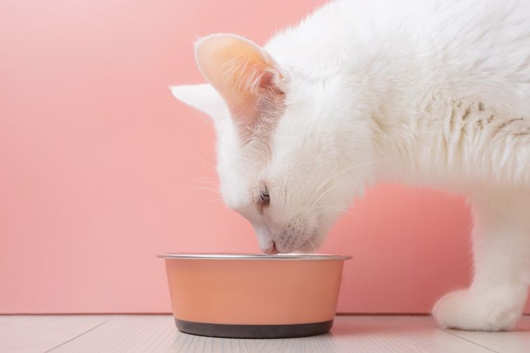 Si tienes un gato que adora comer verduras, debes saber esto Foto: SHUTTERSTOCK