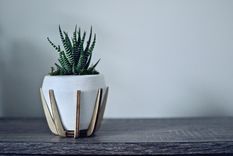 El Aloe Vera, una planta con muchas propiedades interesantes.