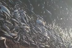 Miles de peces muertos aparecieron en los últimos días en las costas del embalse de Cruz del Eje Foto: El Doce