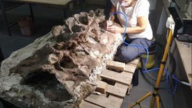 El nombre de esta especie de dinosaurio fue elegido a raíz de un ciudadano de Chubut.