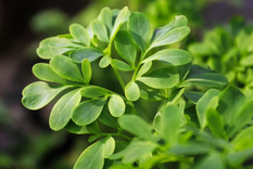 Dónde colocar una planta de ruda para atraer abundancia, según el Feng Shui La ruda es originaria del sur de Europa. Foto: Freepik