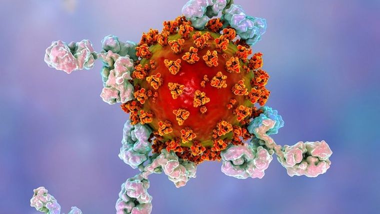 Los niveles de anticuerpos que protegen a una persona después de la infección de coronavirus disminuyen con bastante rapidez, según estudios. La ilustración muestra anticuerpos atacando al virus de la covid-19. Foto: SCIENCE PHOTO LIBRARY