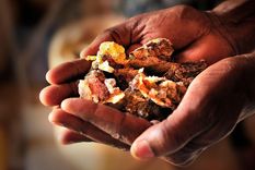 por que el mundo se esta quedando sin olibano, la resina aromatica usada durante milenios