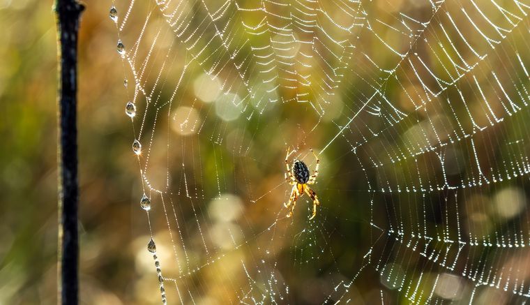 Arañas Es importante entender el significado. Foto: Fuente: Shutterstock
