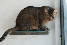 Los gatos pueden manifestar su soledad con algunas señales repetitivas Foto: Rodrigo DAngelo /MDZ