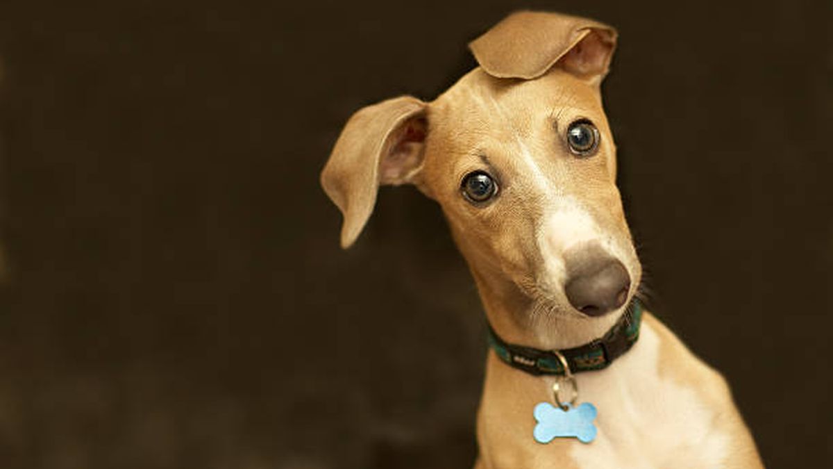 Cuánto tiempo puede quedarse solo un cachorro en casa