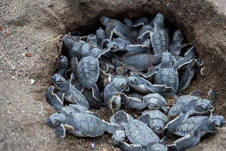 Las tortugas verdes (Chelonia mydas) apenas emergen de sus huevos tienen que emprender su desafiante viaje hacia el mar. Las tortugas verdes (Chelonia mydas) apenas emergen de sus huevos tienen que emprender su desafiante viaje hacia el mar.