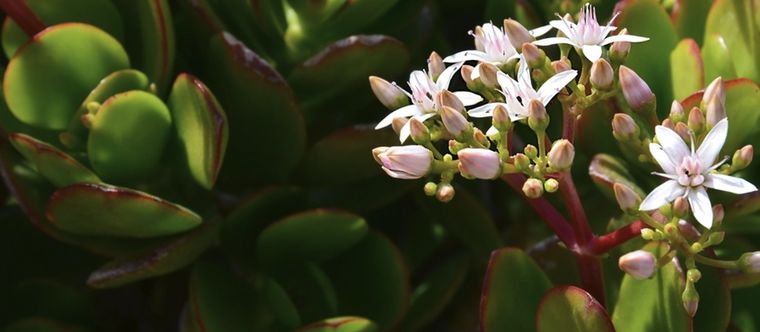 Esta planta tiene un crecimiento arbustivo Foto: Shutterstock