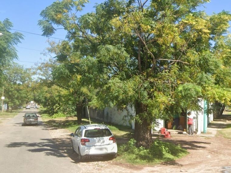 El árbol en el que estaba el panal con las abejas Foto: X