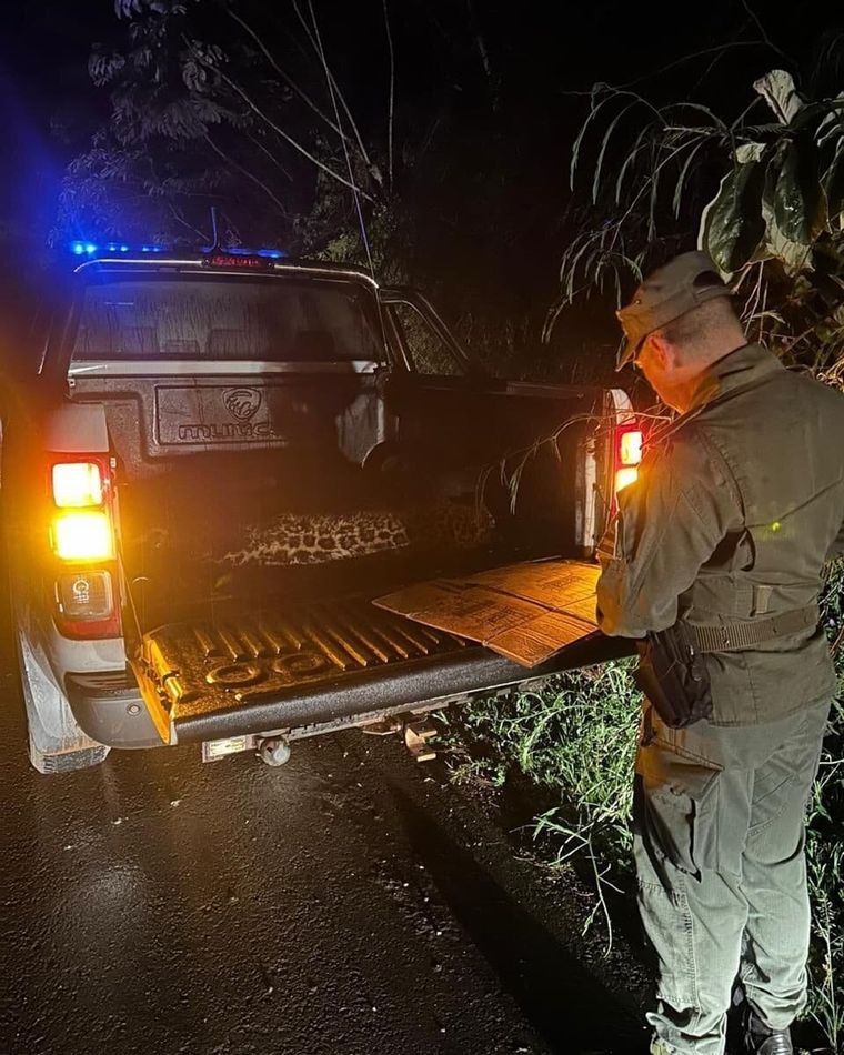 Las fuerzas de seguridad habían encontrado al yaguareté en la ruta Foto: @gobiernodemisiones