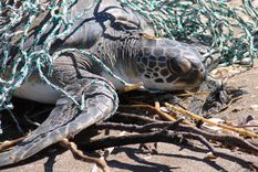 El 2023 fue un año triste para la fauna marina argentina. Foto: Fundación Mundo Marino