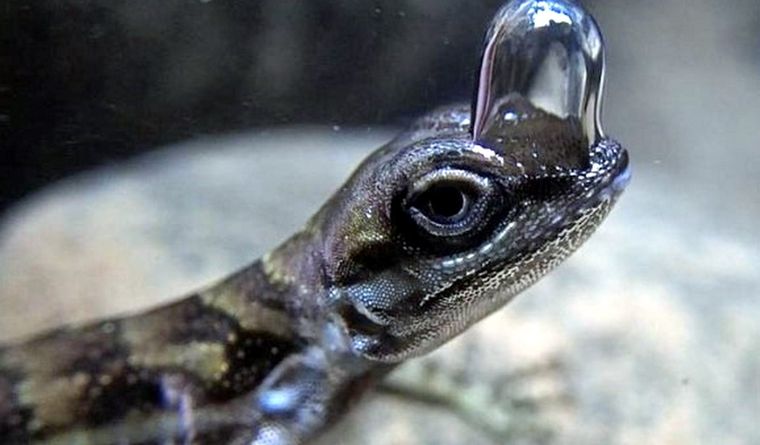 Anolis de agua con burbuja de aire. Foto: Dpa.