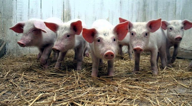 La presencia de chanchos salvajes ya fue denunciada por los vecinos de Nordelta.