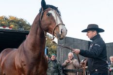 Ushuaia considera a los caballos como seres sintientes y estableció multas para quienes los maltraten Foto: Sociedad Rural Argentina