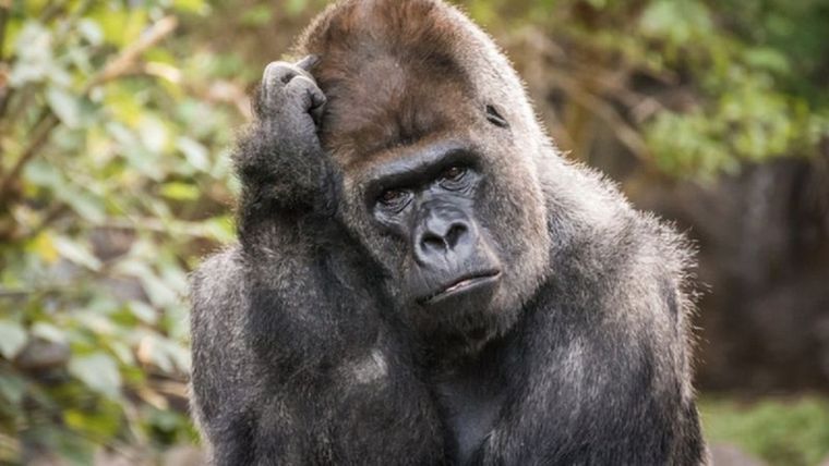 Foto: GETTY IMAGES Foto: GETTY IMAGES