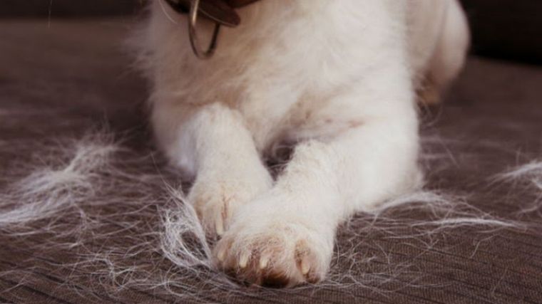 Reducir la estática es clave para evitar que el pelo de mascota se adhiera. Foto: Archivo Reducir la estática es clave para evitar que el pelo de mascota se adhiera. Foto: Archivo