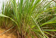 Esta es la planta que sorprende a todos con sus propiedades Foto: Shutterstock