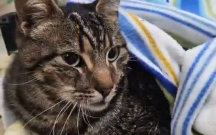 La gatita de Nahuel, una de las personas fallecidas en el derrumbe del hotel de Villa Gesell, fue hallada ayer luego de sobrevivir ocho días debajo de los escombros. Foto: X