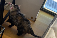 La comadreja que ingresó a varios locales Foto: Gentileza