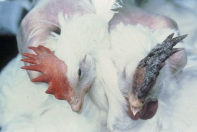 MDZol | Esta semana no habrá pollos para faenar. Foto: web