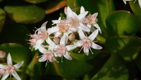 Jardinería: el truco de luz y riego para que las hojas del árbol de jade se vuelvan rojas. Foto: Shutterstock