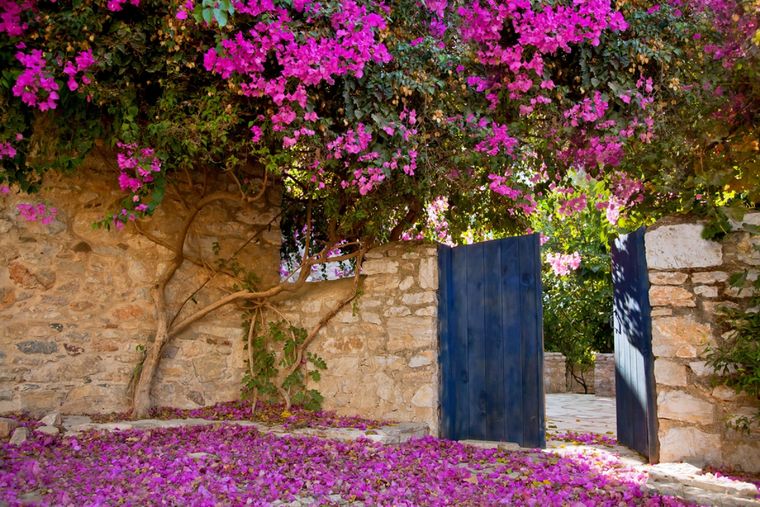 Jardín Plantas trepadoras con flores Foto: Shutterstock