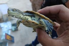 Detalles del operativo en Luján de Cuyo donde fueron rescatados varios ejemplares de animales exóticos presuntamente para comercialización.  Foto: Ministerio de Seguridad de Mendoza