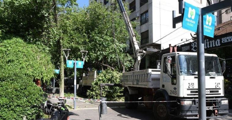 La morera que se quebró este lunes en la Peatonal es un ejemplo del grave estado que presenta el arbolado en Mendoza