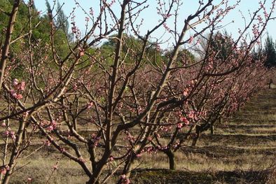 MDZol | Vía telefónica los productores recibirán el pronóstico para anticiparse a las heladas que afectan la floración. Foto: Web
