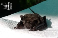 nuevos casos de rabia en el pais: afirman que son aislados