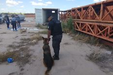 Rayen, el can policial que detectó los huesos en el interior del contenedor.&nbsp;