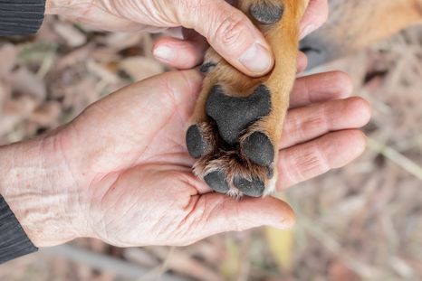 Revisar las patas de tu mascota tras cada paseo permite detectar cortes o cuerpos extraños. Foto: Shutterstock Revisar las patas de tu mascota tras cada paseo permite detectar cortes o cuerpos extraños. Foto: Shutterstock