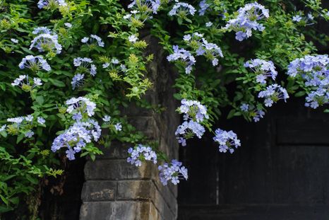 Esta planta se adapta a diversas condiciones en el jardín o balcón. Foto: Shutterstock Esta planta se adapta a diversas condiciones en el jardín o balcón. Foto: Shutterstock