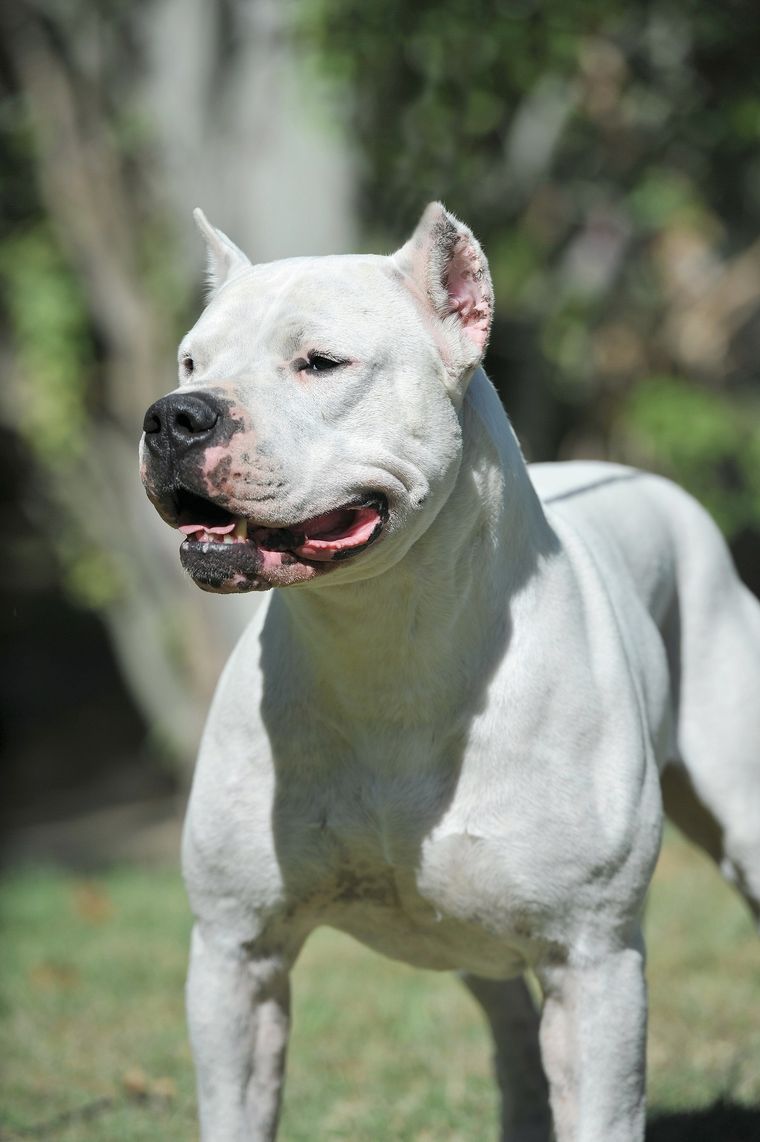 Los perros atacaron a la joven que murió poco después por las heridas producidas. Foto: Shutterstock