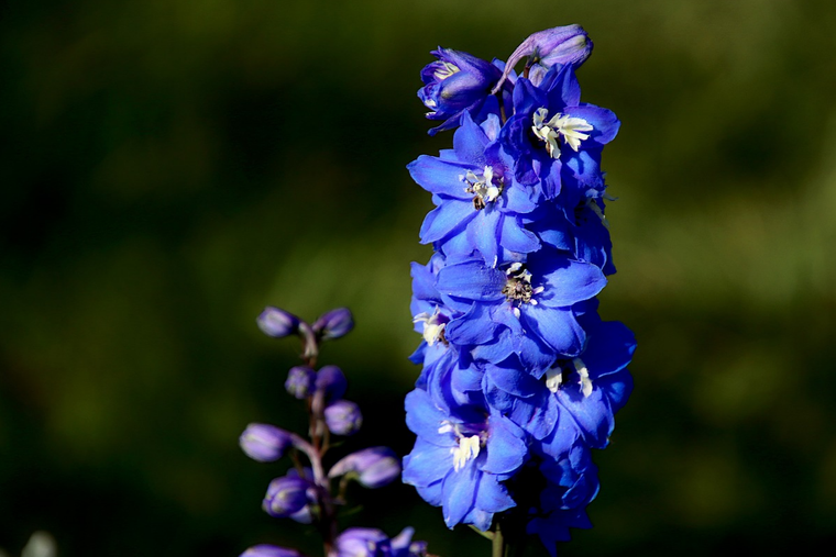 Esta es la planta Espuela de caballero, que debes tenerla en tu hogar Foto: Pixabay - pixabay.com