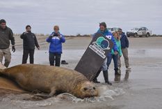 volvio al mar elefante marino varado en guayleguaychu volvio al mar elefante marino varado en guayleguaychu