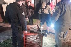 Un puma macho fue descubierto oculto entre las plantas del patio trasero de una vivienda ubicada en calle Ituzaingó al 1200, en la ciudad de Santa Fe. Un puma macho fue descubierto oculto entre las plantas del patio trasero de una vivienda ubicada en calle Ituzaingó al 1200, en la ciudad de Santa Fe.