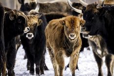 Oostvaardersplassen es uno de los más polémicos proyectos de reintroducción de la vida silvestre en Europa.
