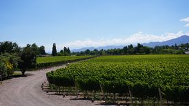 La vitivinicultura mendocina llega con luces y sombras a un nuevo festejo de la Fiesta Nacional de Vendimia. La vitivinicultura mendocina llega con luces y sombras a un nuevo festejo de la Fiesta Nacional de Vendimia.