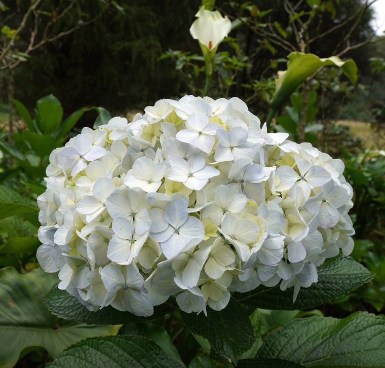 Hortensia Hortensia, siempre con flores. Foto: Fuente: Freepik