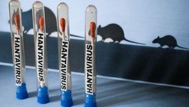 que se sabe del viaje por argentina, chile y uruguay de los turistas que presentaron los primeros sintomas de hantavirus en el crucero y luego murieron que se sabe del viaje por argentina, chile y uruguay de los turistas que presentaron los primeros sintomas de hantavirus en el crucero y luego murieron