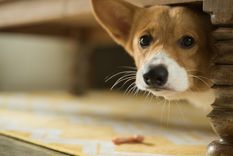 MASCOTAS Los perros suelen sentir miedo ante situaciones aparentemente peligrosas, como una respuesta por instinto de supervivencia Foto: SHUTTERSTOCK