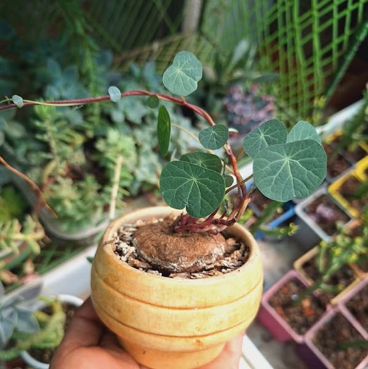 Una planta duradera. Foto: Fuente: Facebook.