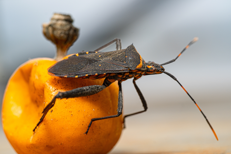 La vinchuca es el principal insecto transmisor del Chagas en zonas rurales. Foto: Shutterstock