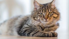 Lo que dice el Feng Shui sobre los gatos. Lo que dice el Feng Shui sobre los gatos.