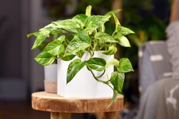 Llena tu casa de estas plantas decorativas. Foto: Shutterstock